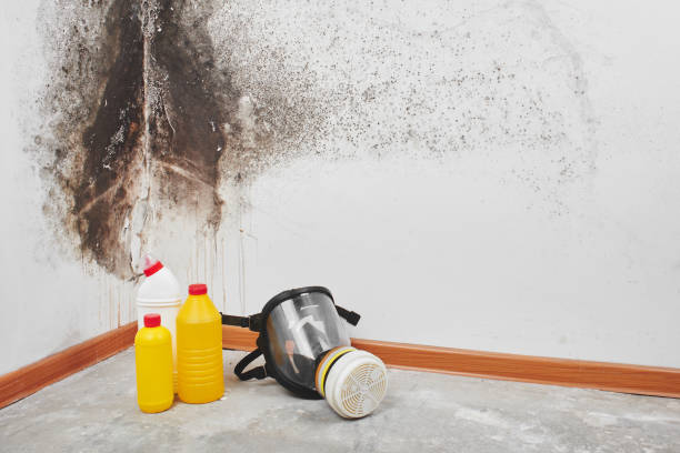 Best Mold Damage Repair  in Fort Belknap Agency, MT