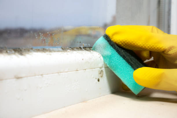 Mold Testing and Removal in Fort Belknap Agency, MT