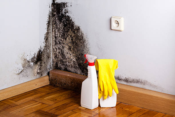 Best Local Mold Removal Service  in Fort Belknap Agency, MT