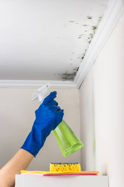 Best Toxic Mold Removal  in Fort Belknap Agency, MT
